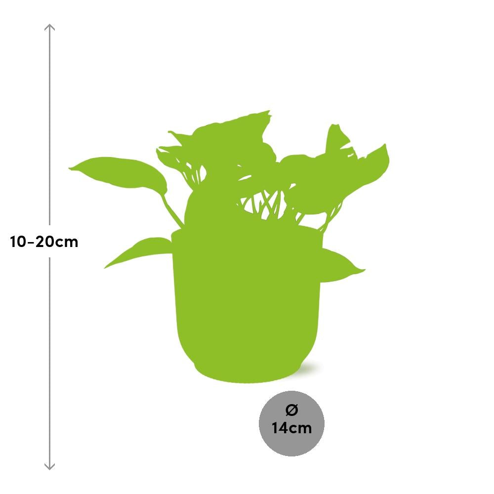 Scindapsus Marble Queen in ELHO Vibes Fold 14cm gelb