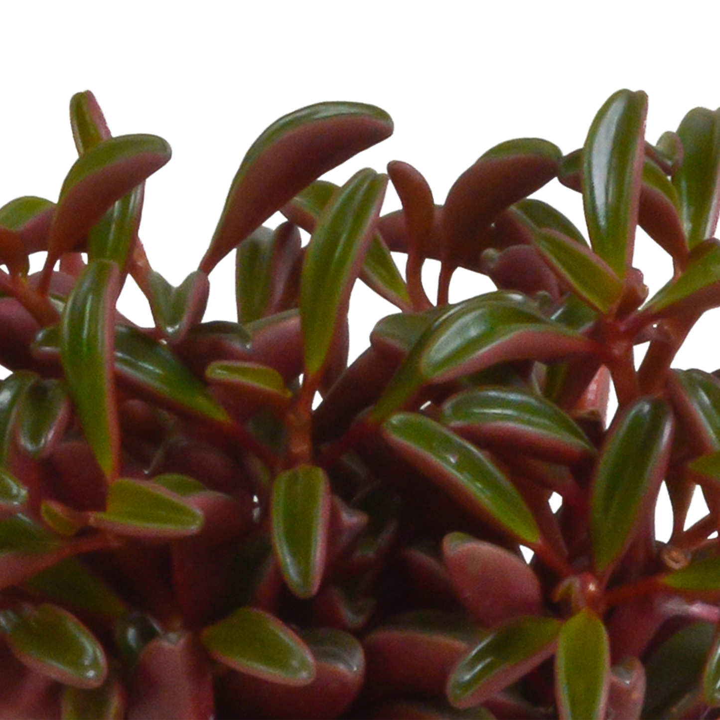 Peperomia graveolens – pflegeleichte Designerpflanze im weißen Topf