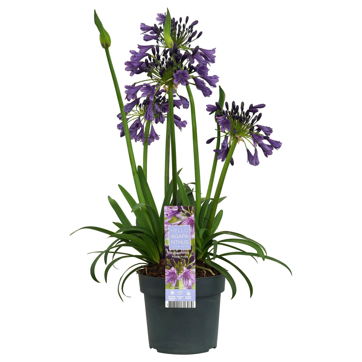 Agapanthus 'Poppin Purple' – Blühende XXL-Pflanze Ø19cm