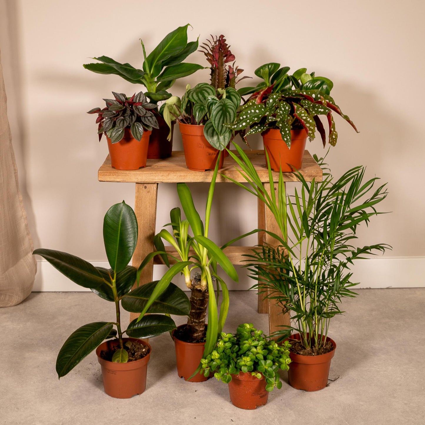Außenseiterbox – 10 pflegeleichte Pflanzen Ø12cm