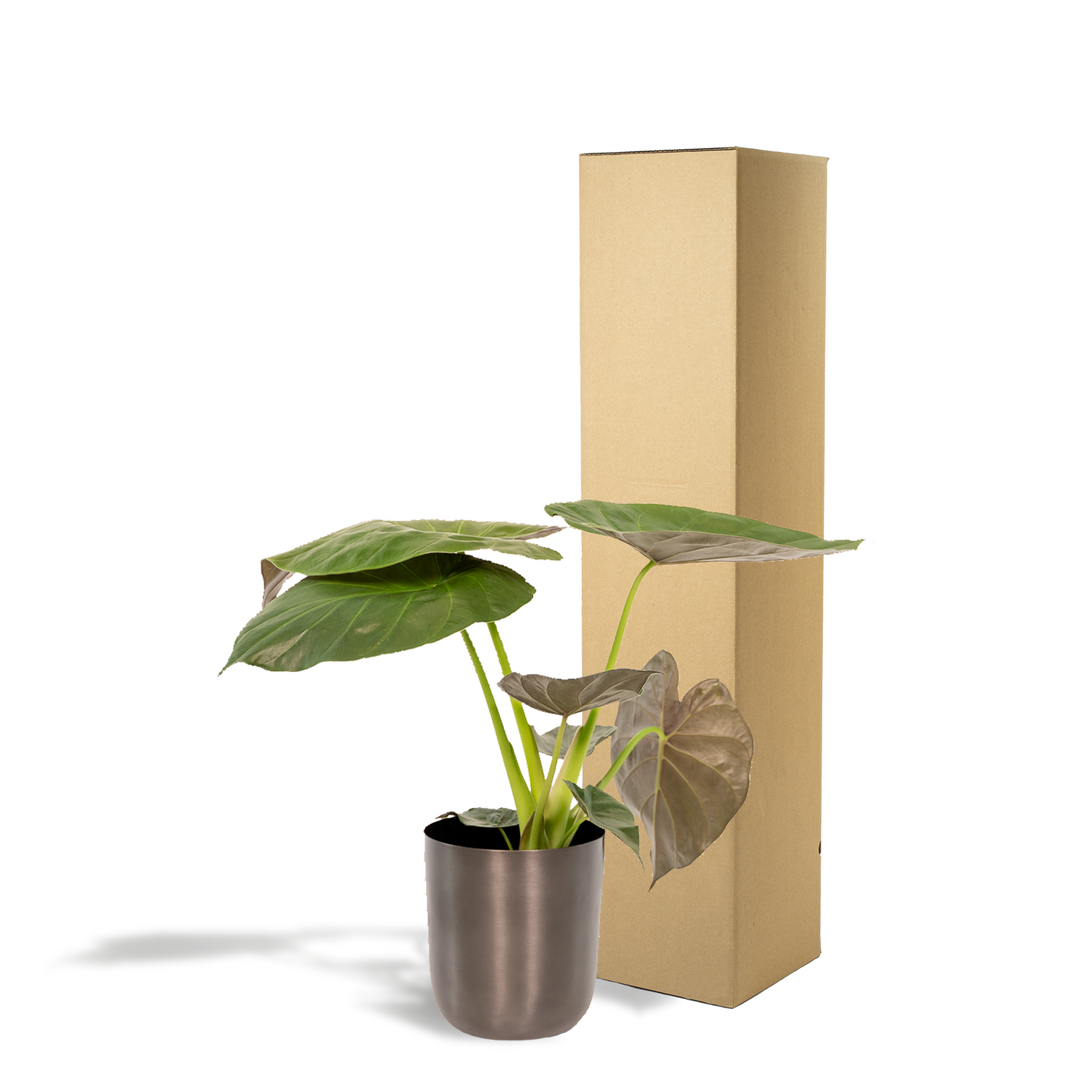 Alocasia Wentii – Stilvolles Elefantenohr Ø19cm, 65cm hoch