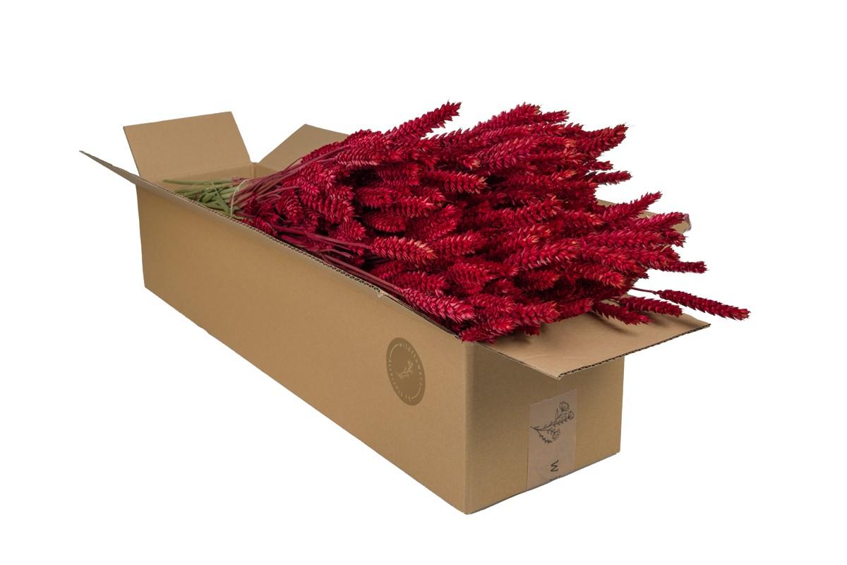 Getrocknete Weizenblumen Tarwe (Triticum) - Rot - 4 Gebüsche - 60cm