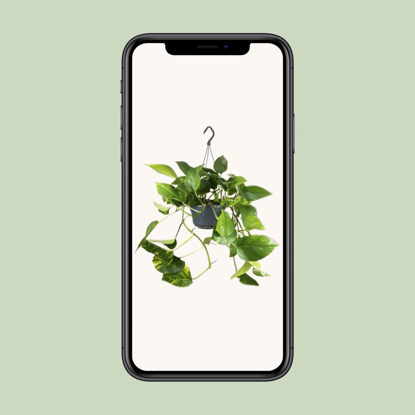 Epipremnum Aureum – Pflegeleichte Kletterpflanze Ø15cm