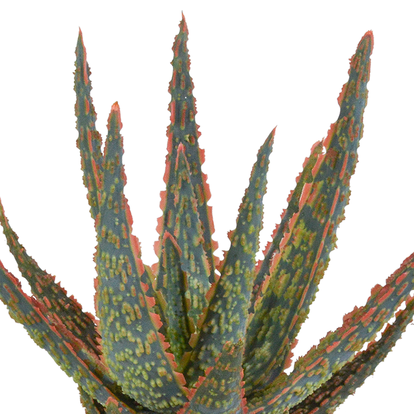 Aloe zebrina Dannyz 10,5 cm im weißen Topf