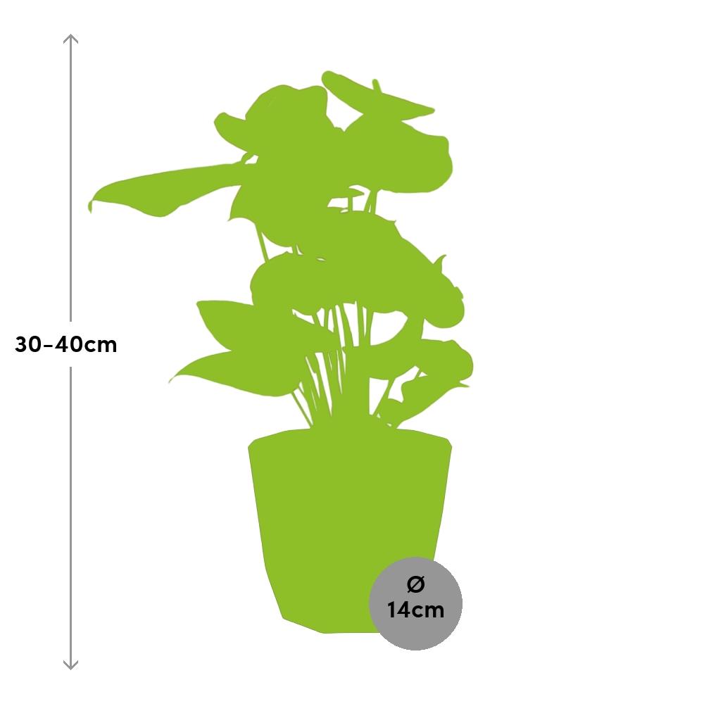 Anthurium Red 12cm im schwarzen Design-Topf 14cm
