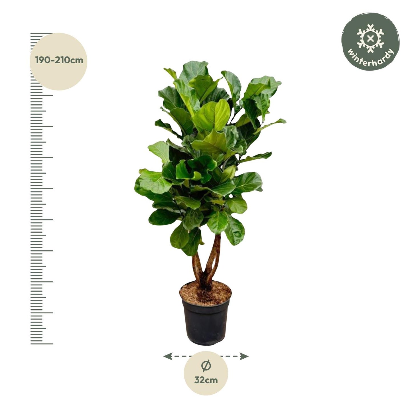 Ficus Lyrata vertakt XL – Geigenfeige 200 cm