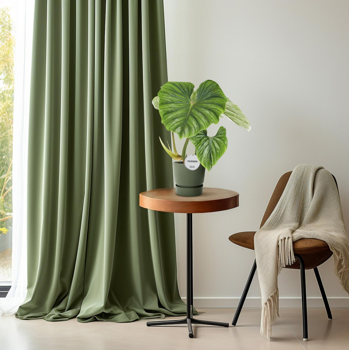Philodendron Plowmanii – pflegeleichte Zimmerpflanze Ø15cm