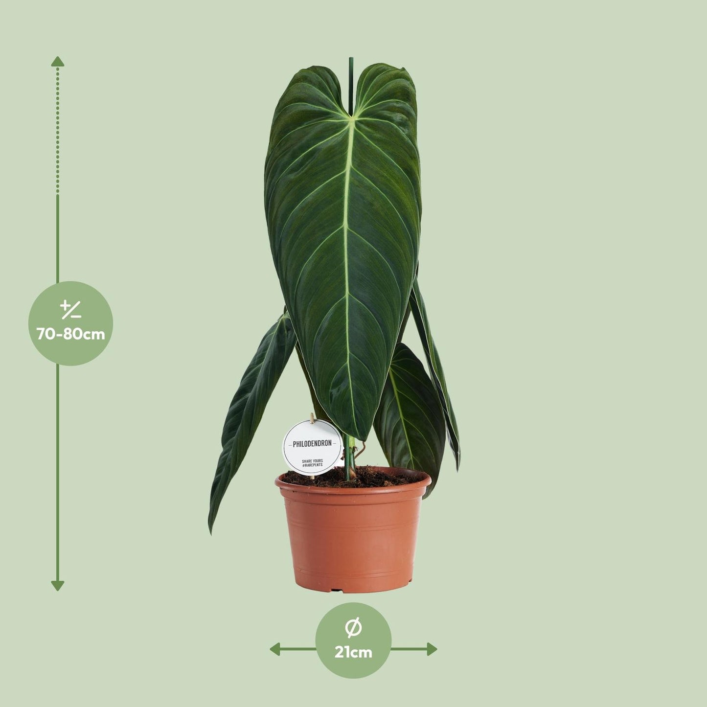 Philodendron Melanochrysum – pflegeleichte XXL-Zimmerpflanze Ø21cm