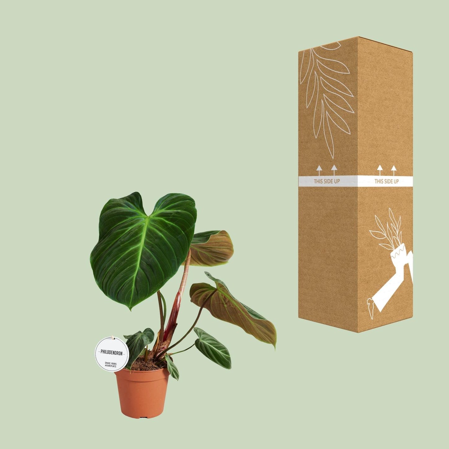 Philodendron El Choco Red – pflegeleichte Zimmerpflanze Ø15cm