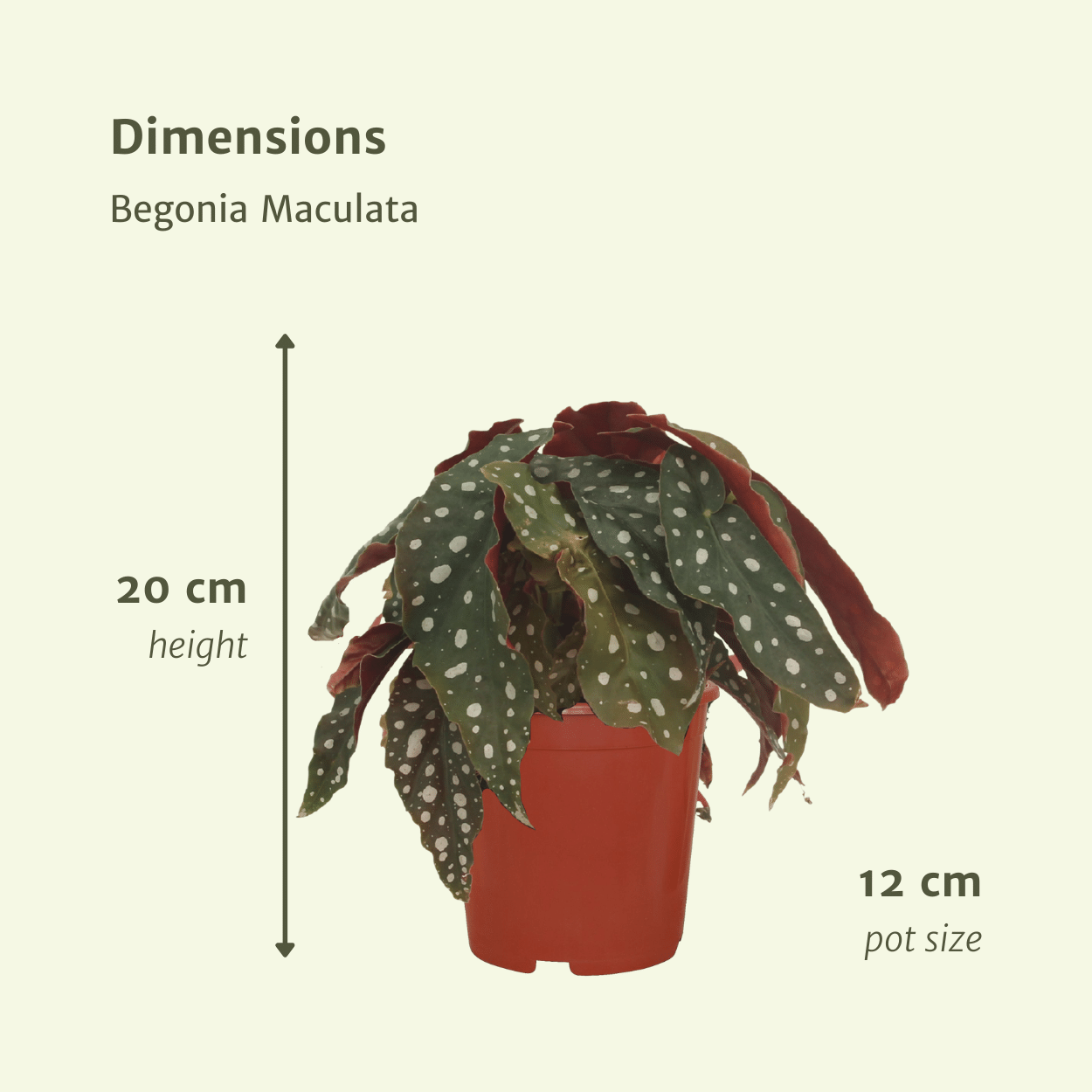 2x Begonia Maculata - Blattbegonie - 20cm - Ø12cm