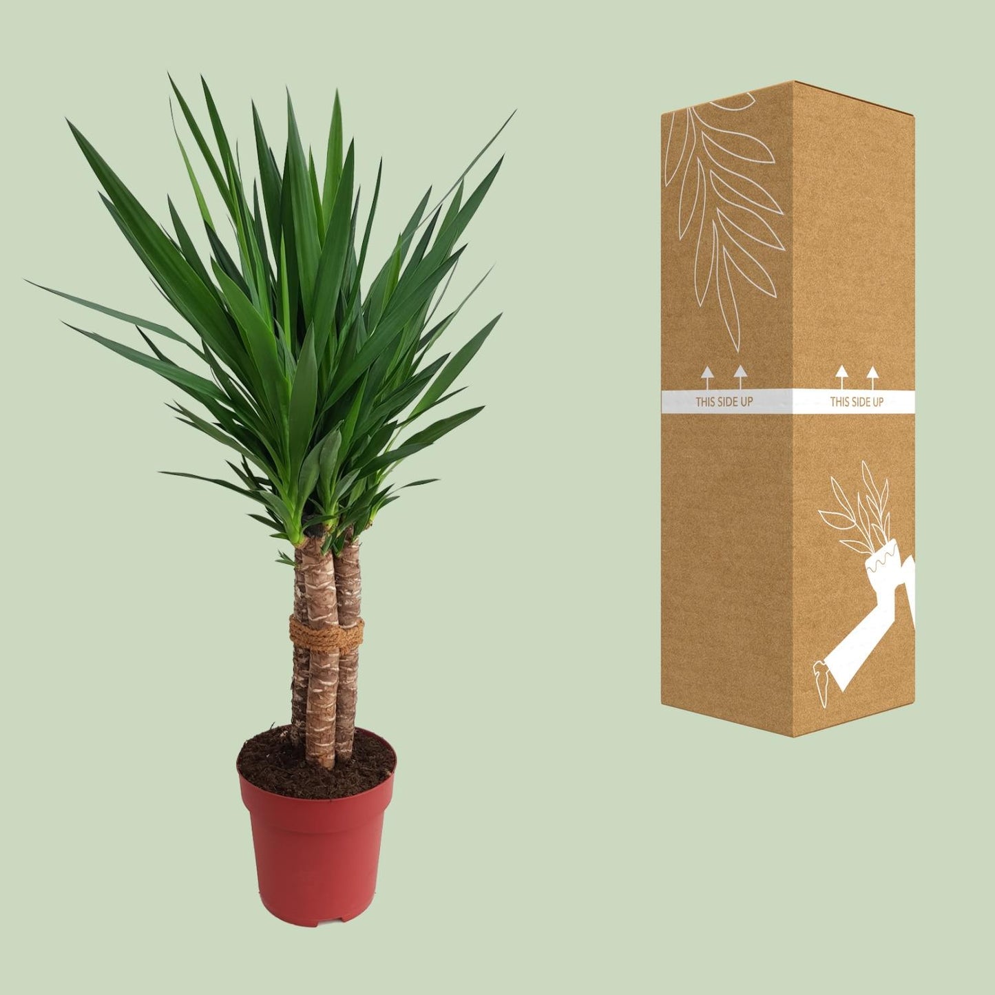 Yucca elephantipes 'Tres Cañas' – Elegante XXL Zimmerpflanze