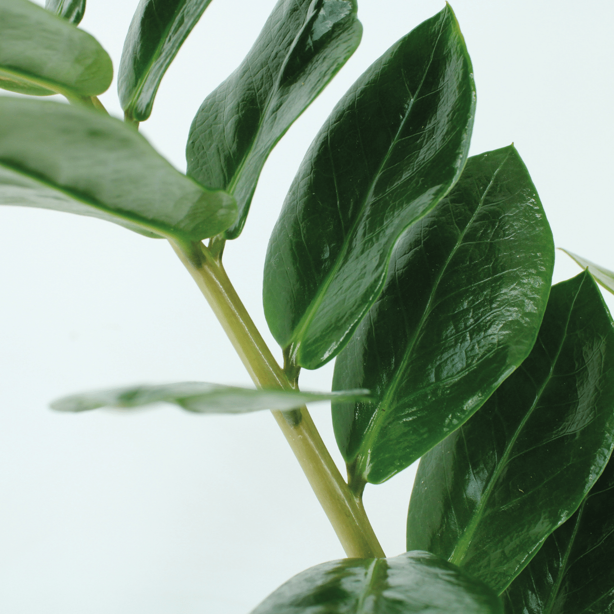 2x Zamioculcas Zamiifolia – Pflegeleichte Smaragdpalme 70cm
