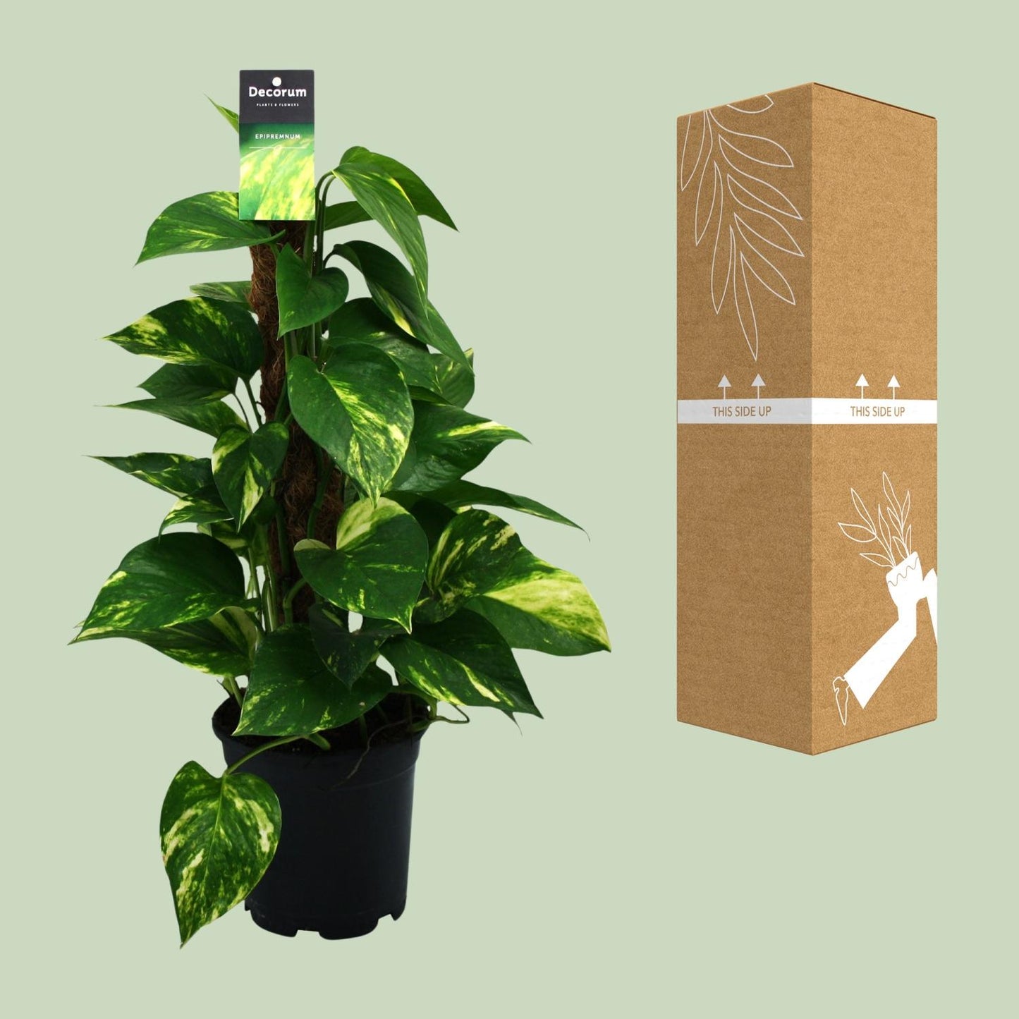Scindapsus (Epipremnum) – pflegeleichte Zimmerpflanze Ø15cm