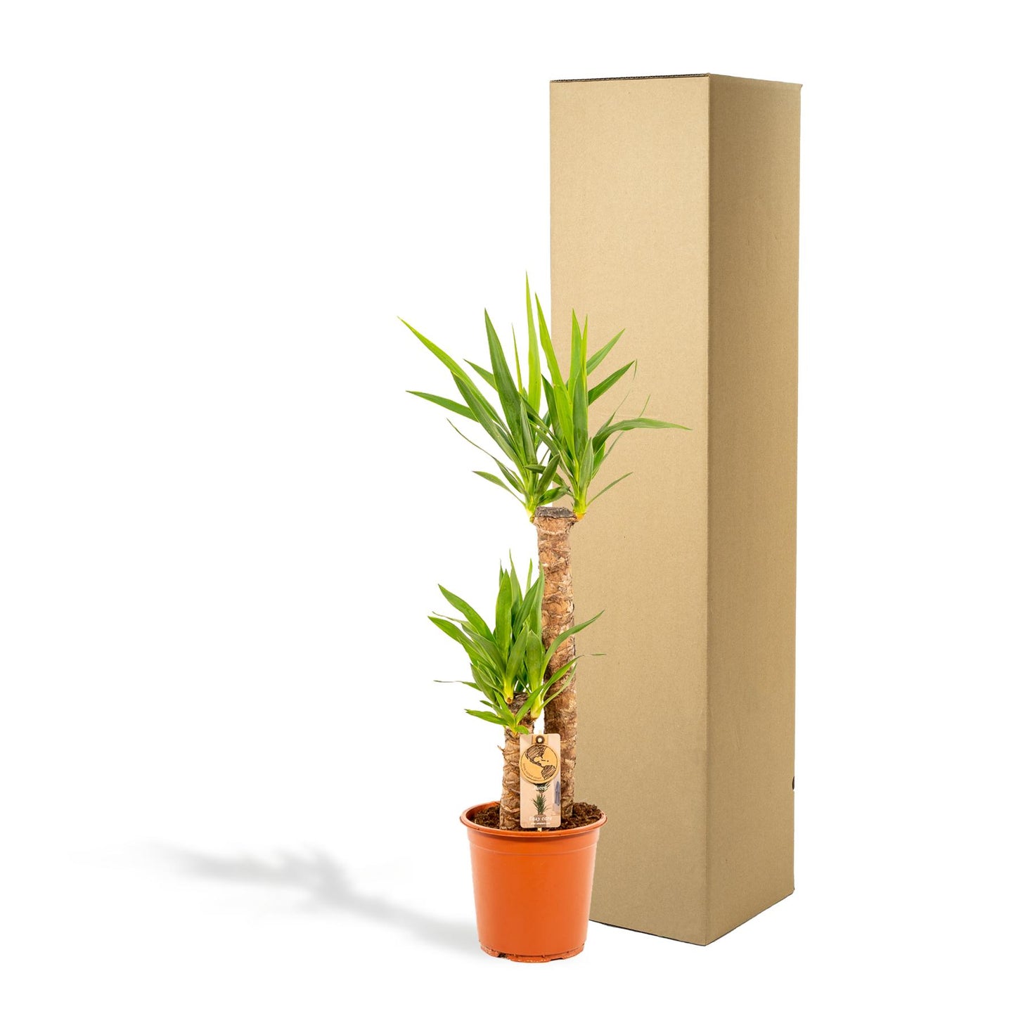 Yucca - Ø21cm Topf - ca. 100cm Höhe