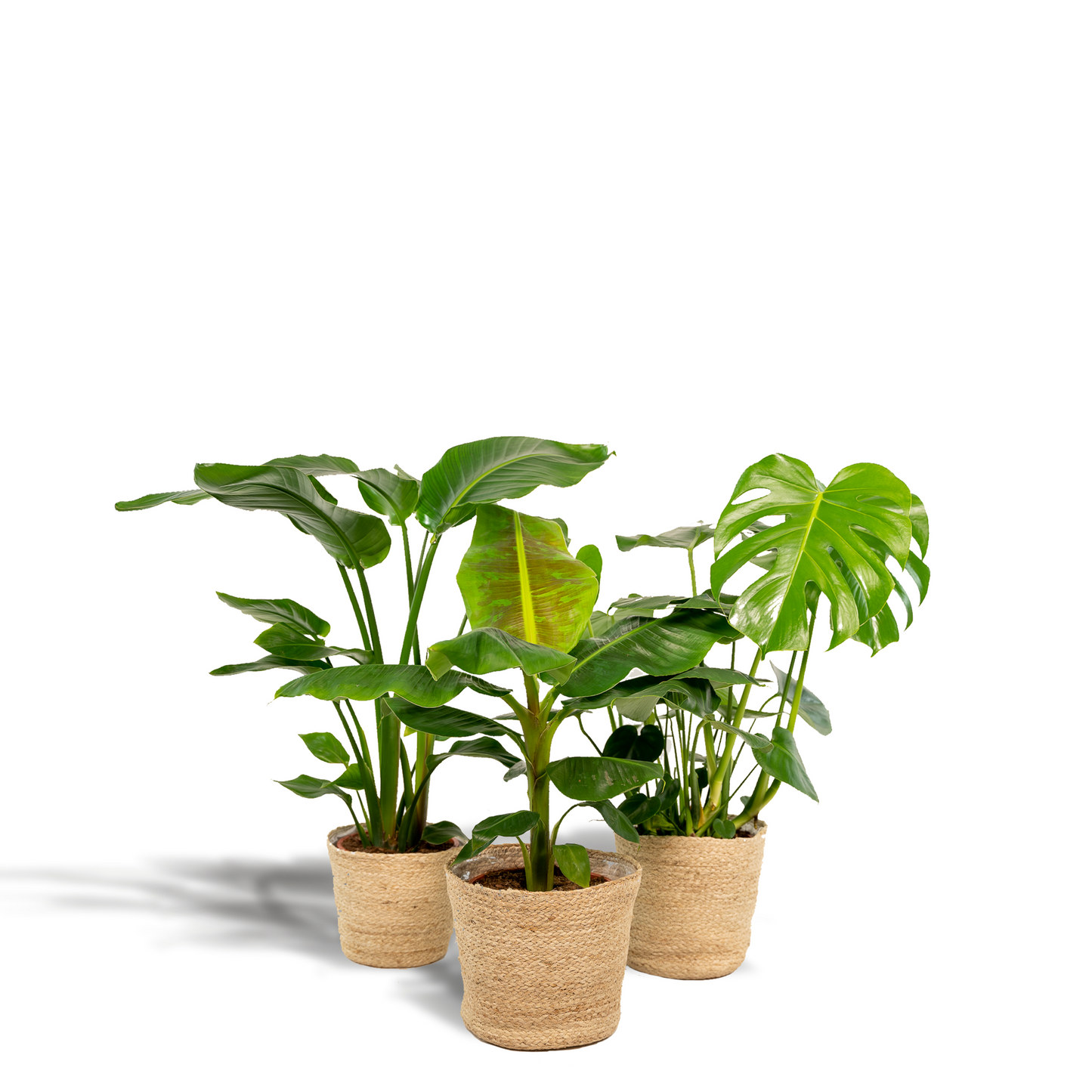 Exklusives Zimmerpflanzen-Set mit Monstera, Alocasia & Strelitzia im Korb