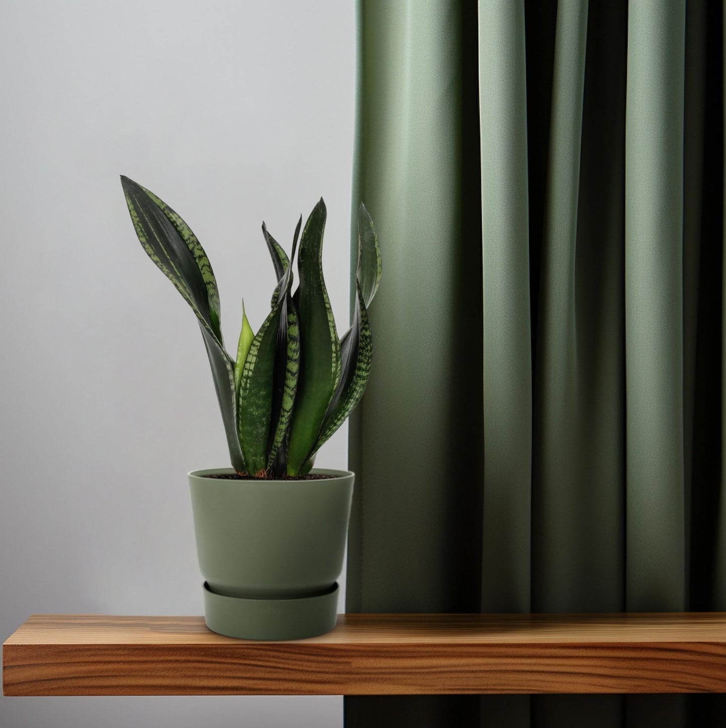 Sansevieria Whitney – Pflegeleichte Schwiegermutterzunge Ø12cm