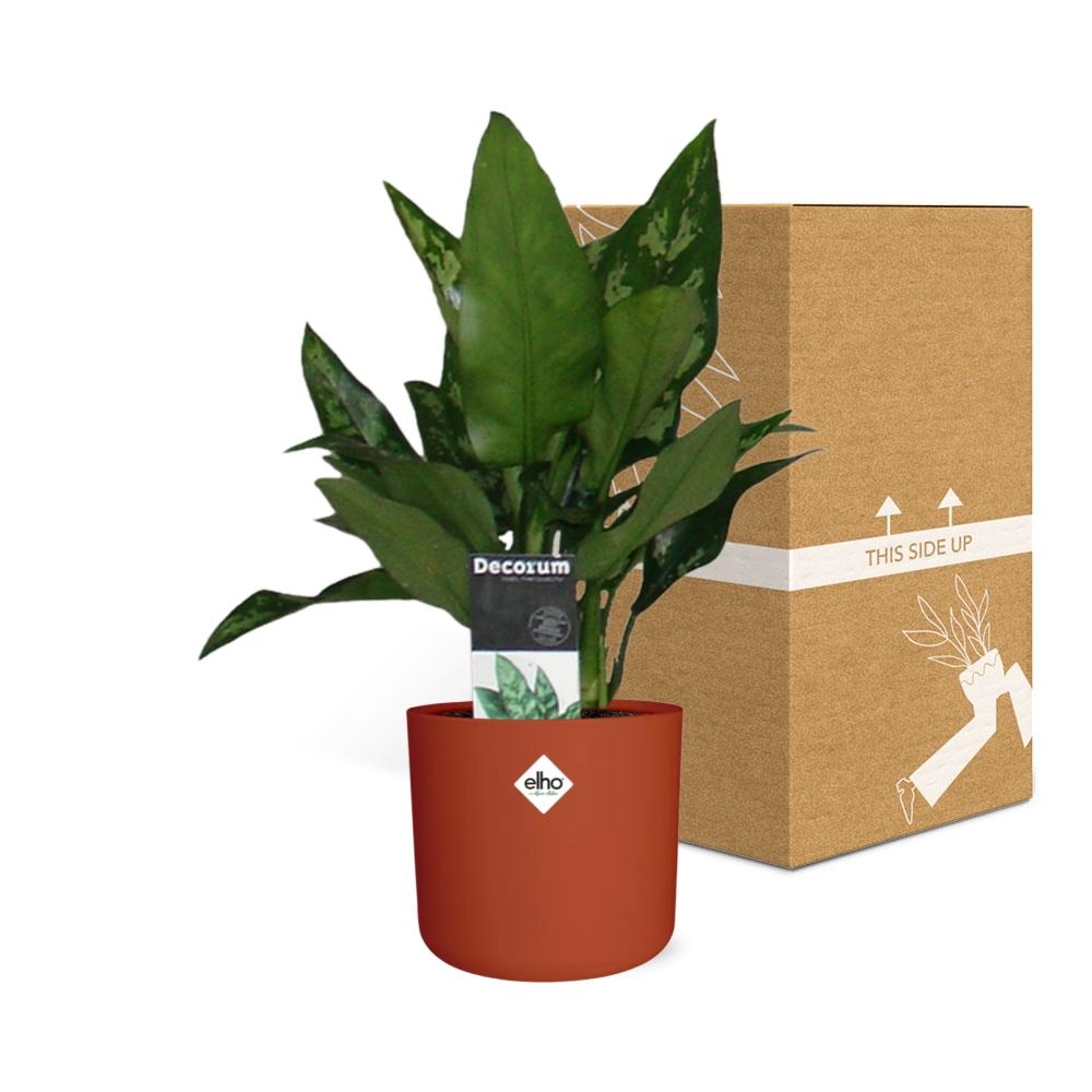 Aglaonema Maria – Pflegeleichte Design-Zimmerpflanze 14cm