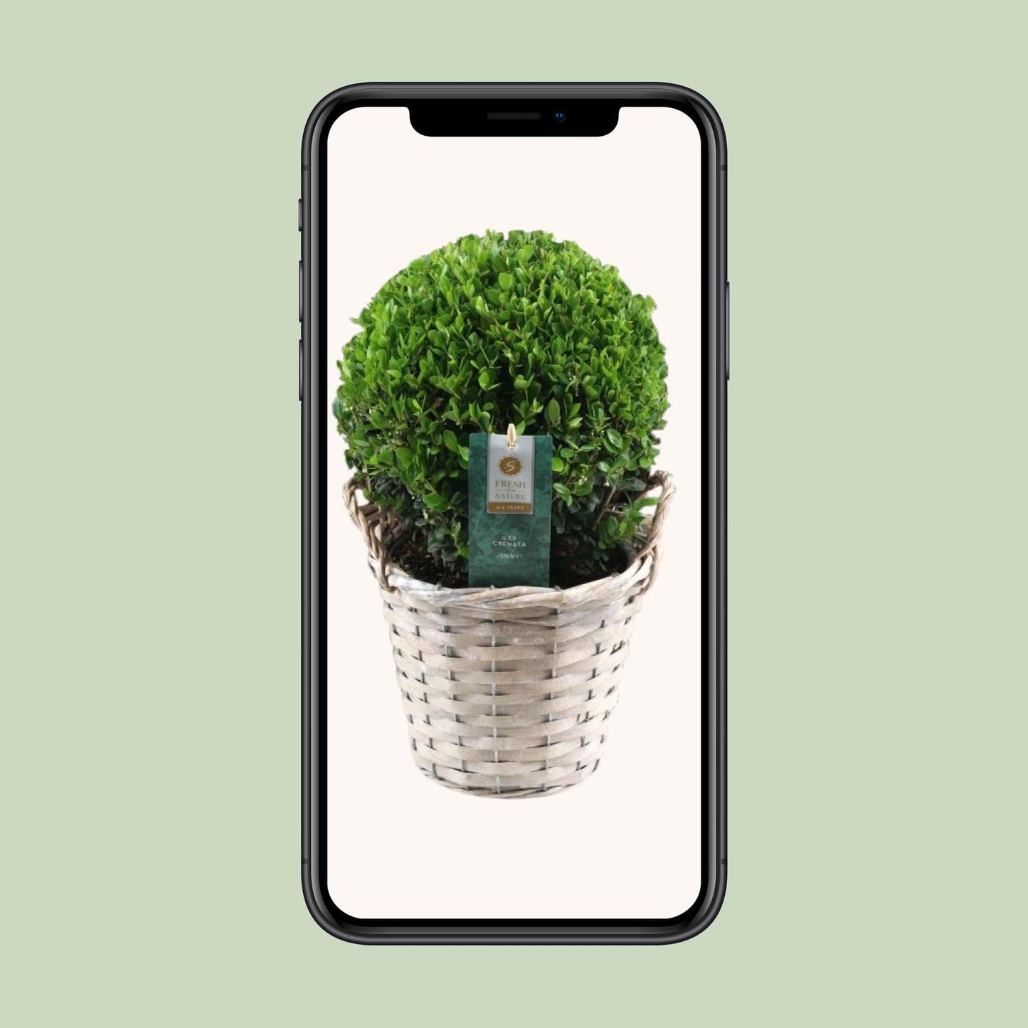 Ilex Crenata 'Jenny'® Ball Ø20cm – Pflegeleichte Stechpalme im Korb