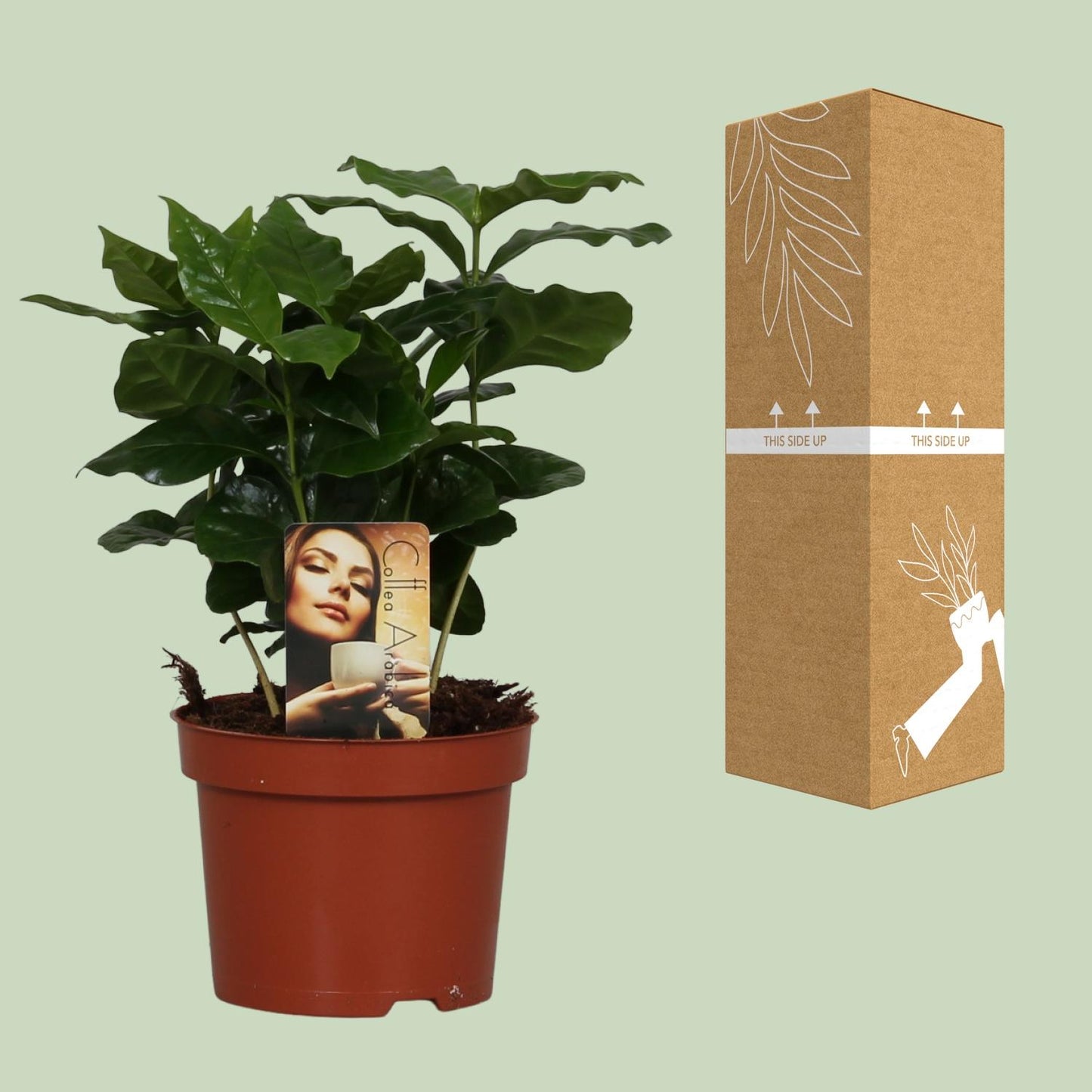 Coffea arabica – Stilvolle Kaffeepflanze Ø12cm, 25cm hoch