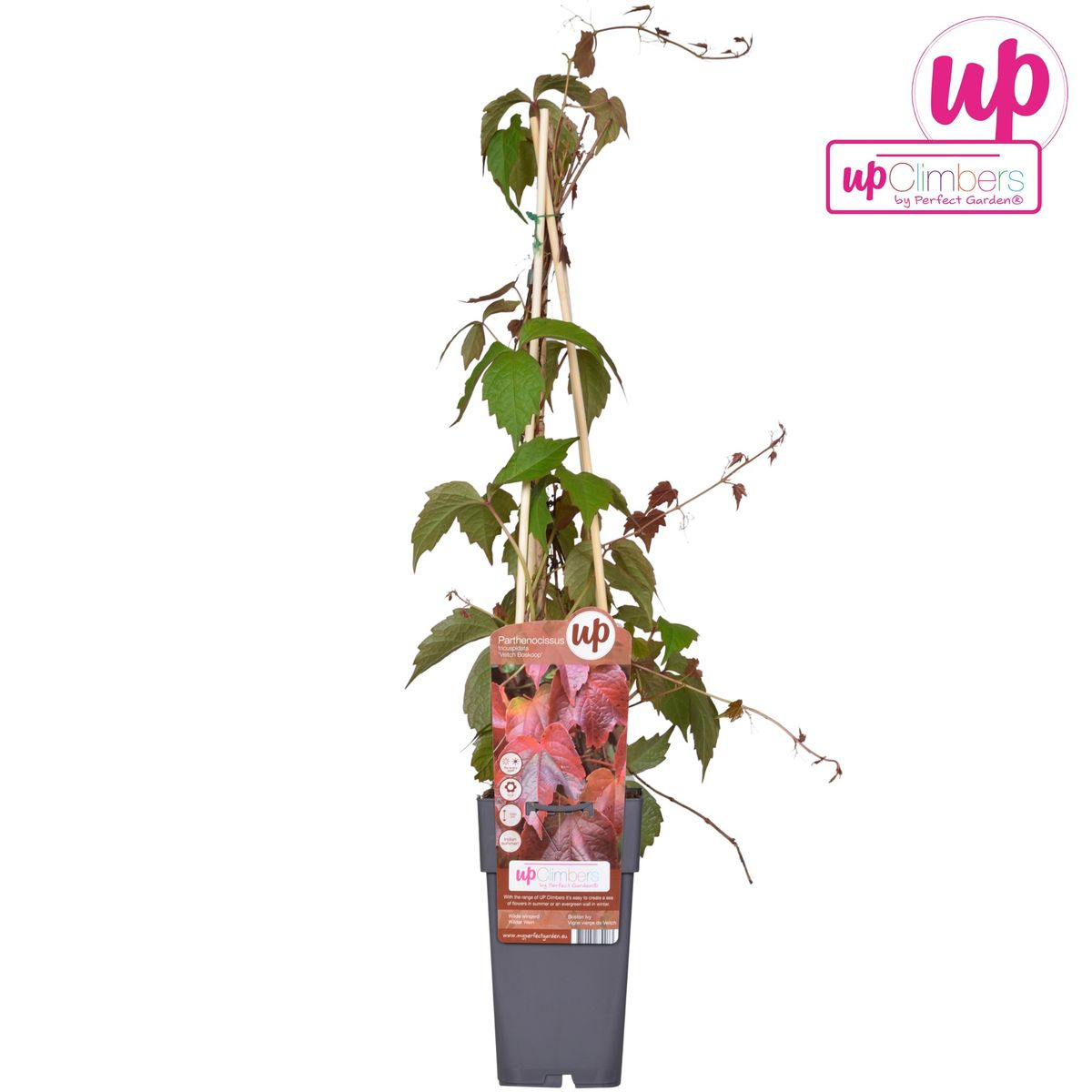 Parthenocissus tricuspidata 'Veitch Boskoop' – Selbstkletternde Rankpflanze Ø15cm
