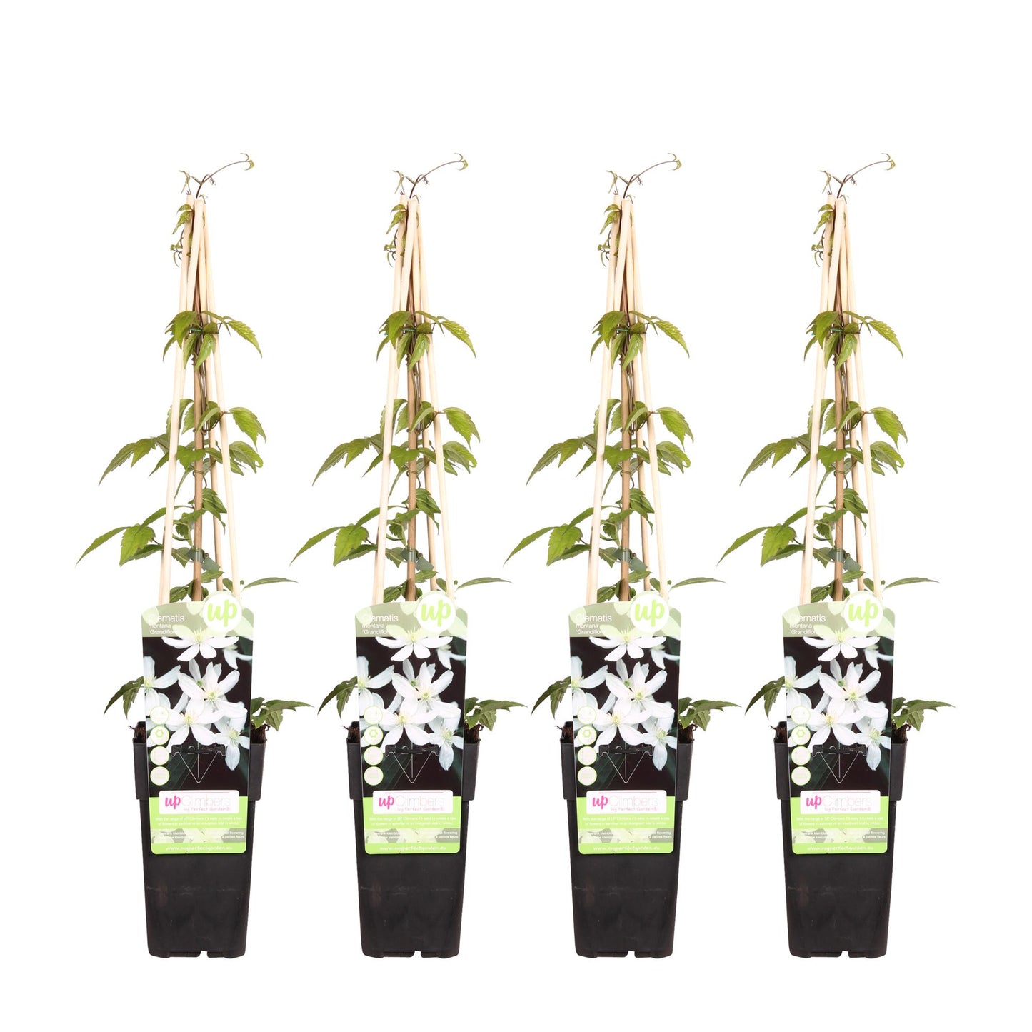 4x Clematis Montana Grandiflora - Kletterpflanze Ø15cm, 65cm hoch