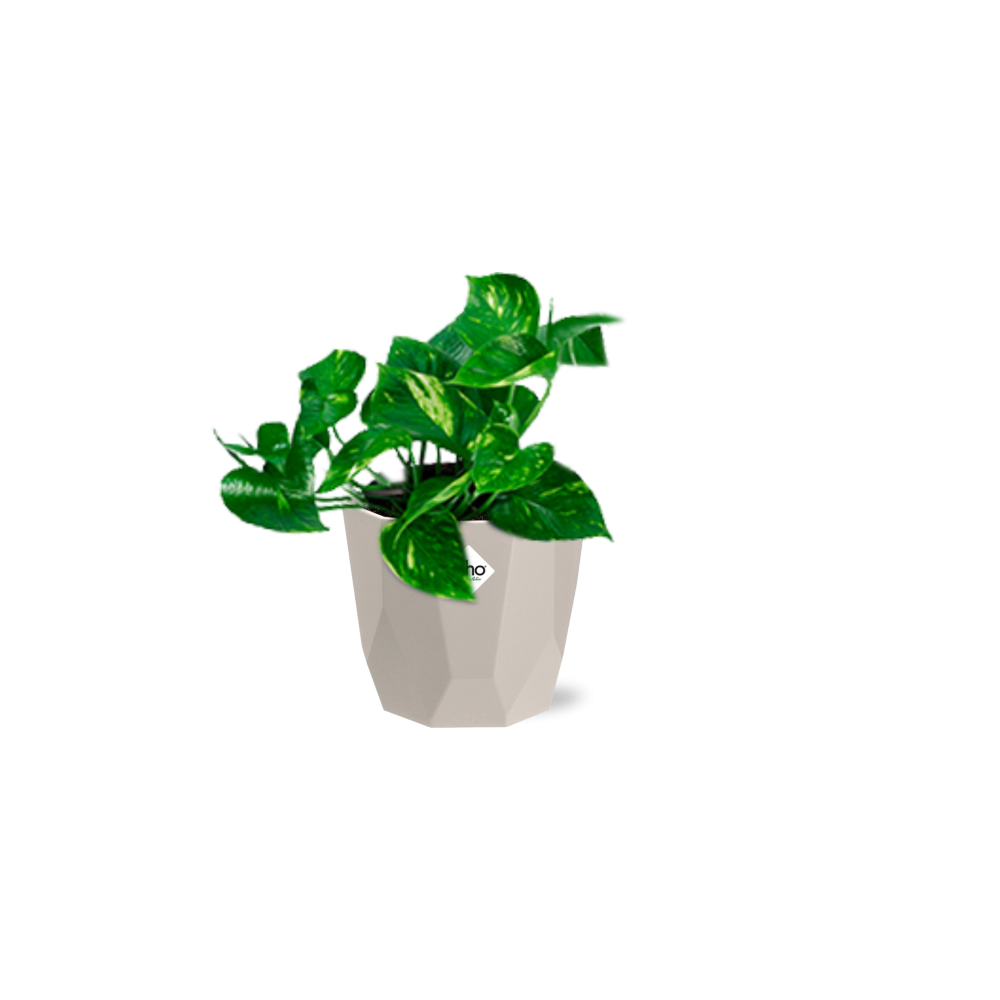 Epipremnum Pinnatum ‘Aureum’ in ELHO b.for rock 14 cm warm grey