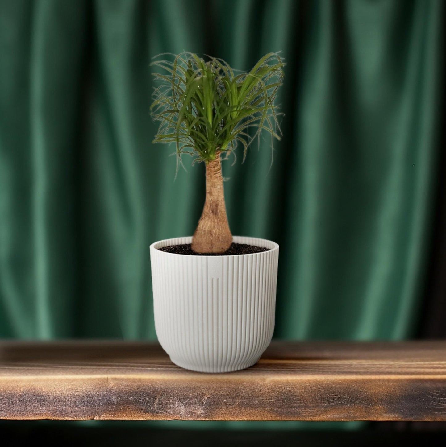 Beaucarnea Nolina – pflegeleichter Elefantenfuß Ø19 cm, 60 cm hoch