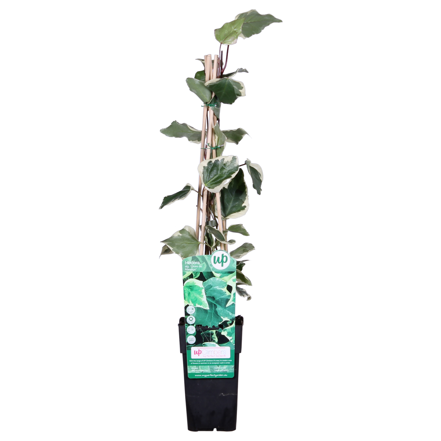 Hedera algeriensis 'Gloire de Maren' – pflegeleichte Kletterpflanze Ø15cm