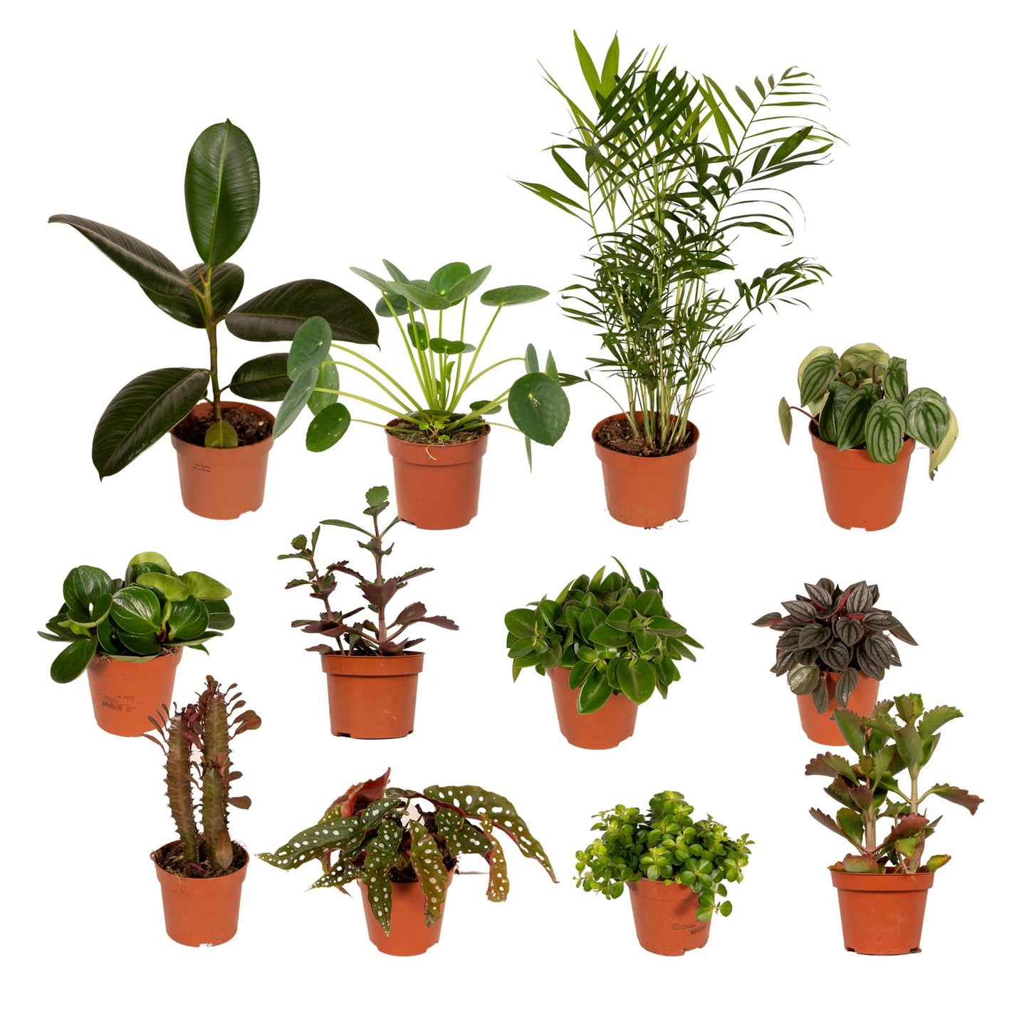 Außenseiterbox – 12er Set Ø12cm Pflanzenmix