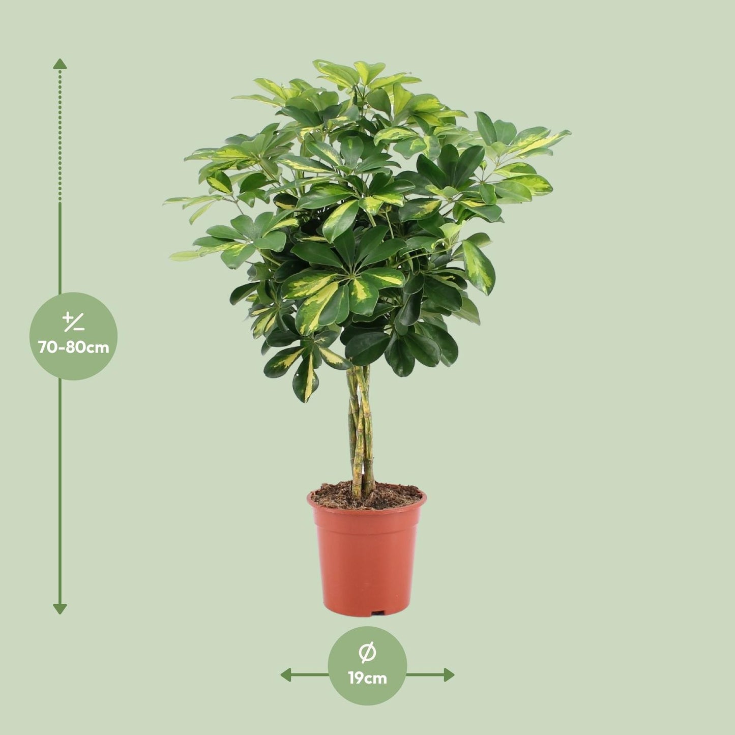 Schefflera Arboricola Gold Capella Ø19cm, 75cm hoch