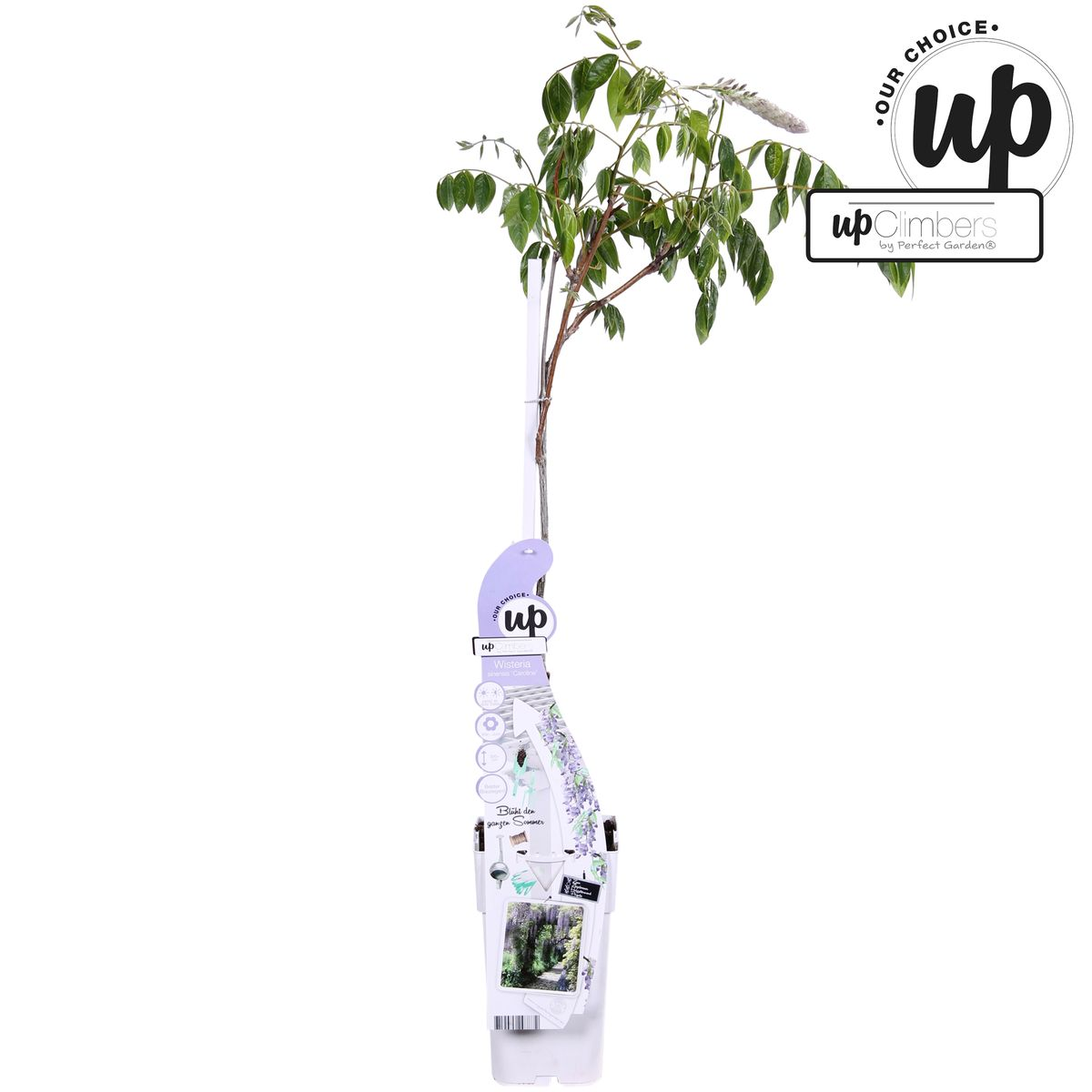 Wisteria sinensis Caroline – Purpurner Regen – Ø15cm Topf