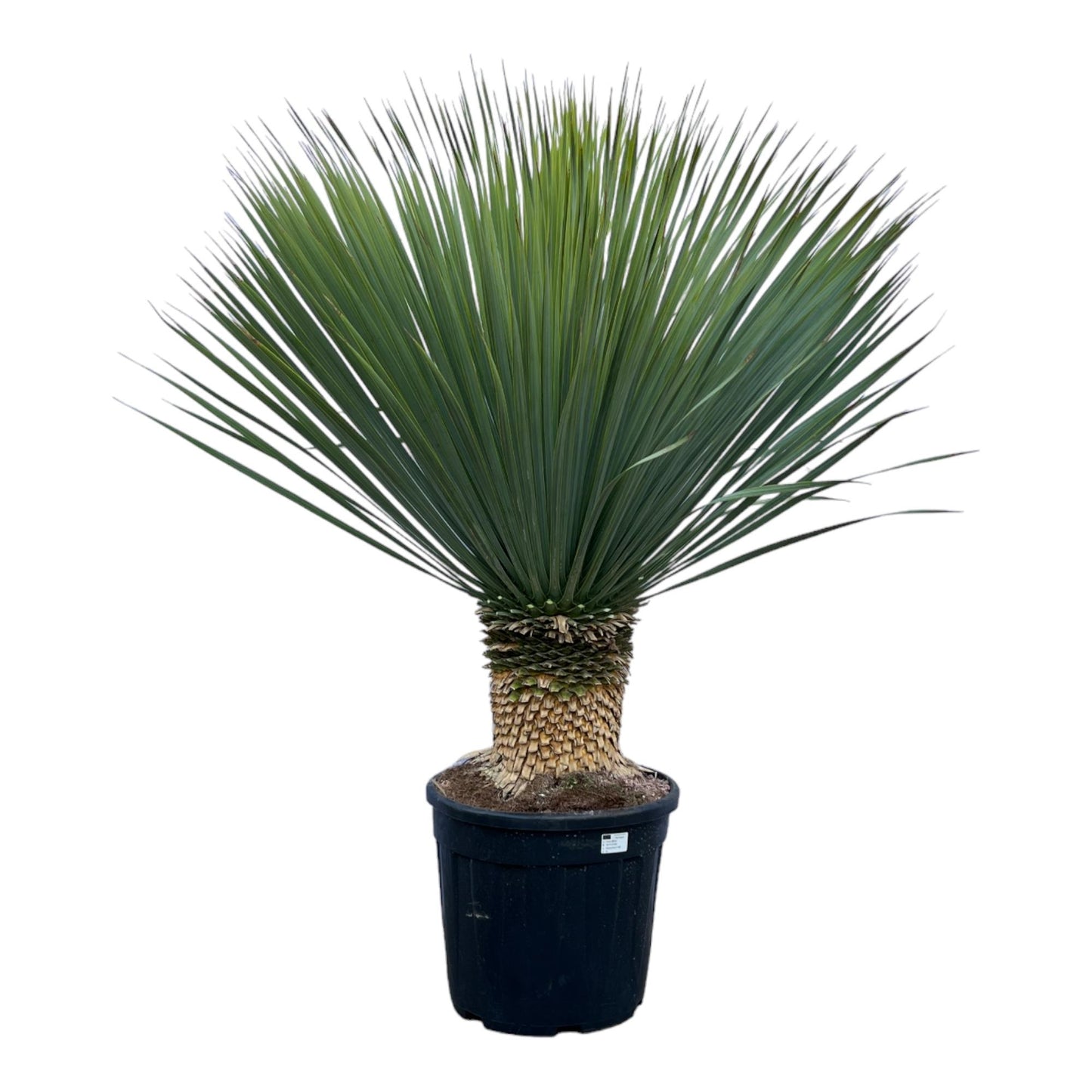 Yucca Rostrata – 140 cm – Stylische XXL-Palme
