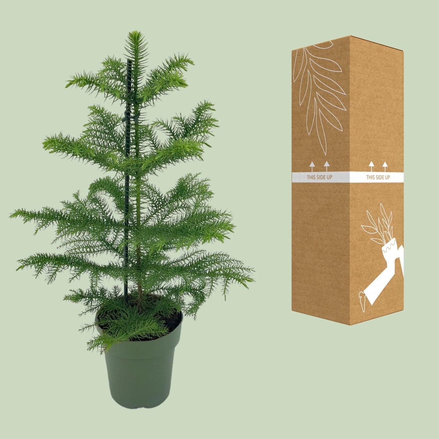 Araucaria heterophylla – pflegeleichter Schlangenbaum Ø14cm
