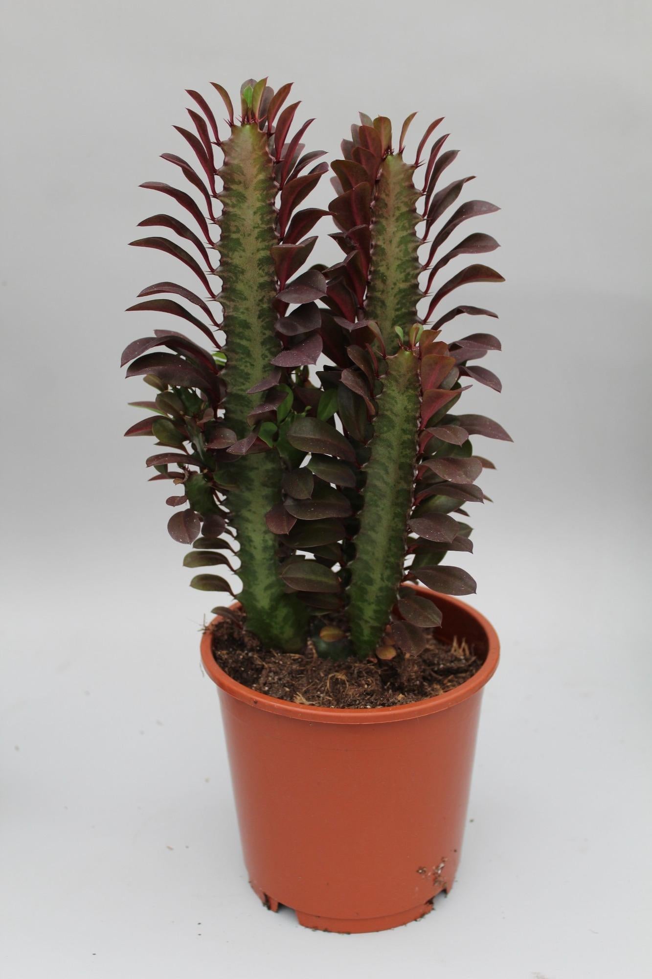 Euphorbia Trigona Rubra – Afrikanischer Milchbaum Ø12cm, 40cm