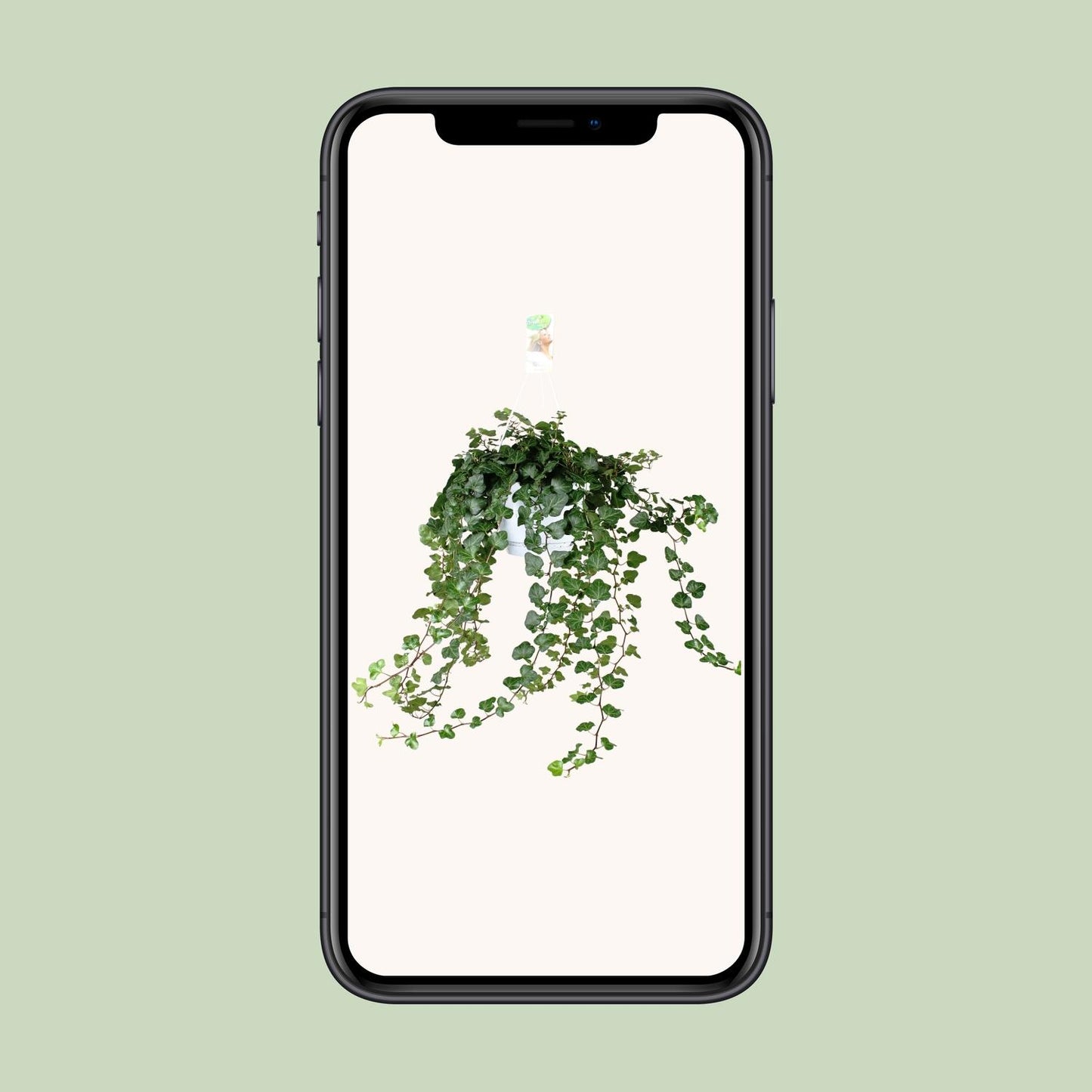 Hedera Helix Wonder Green – Stilvolle Kletterpflanze Ø24cm