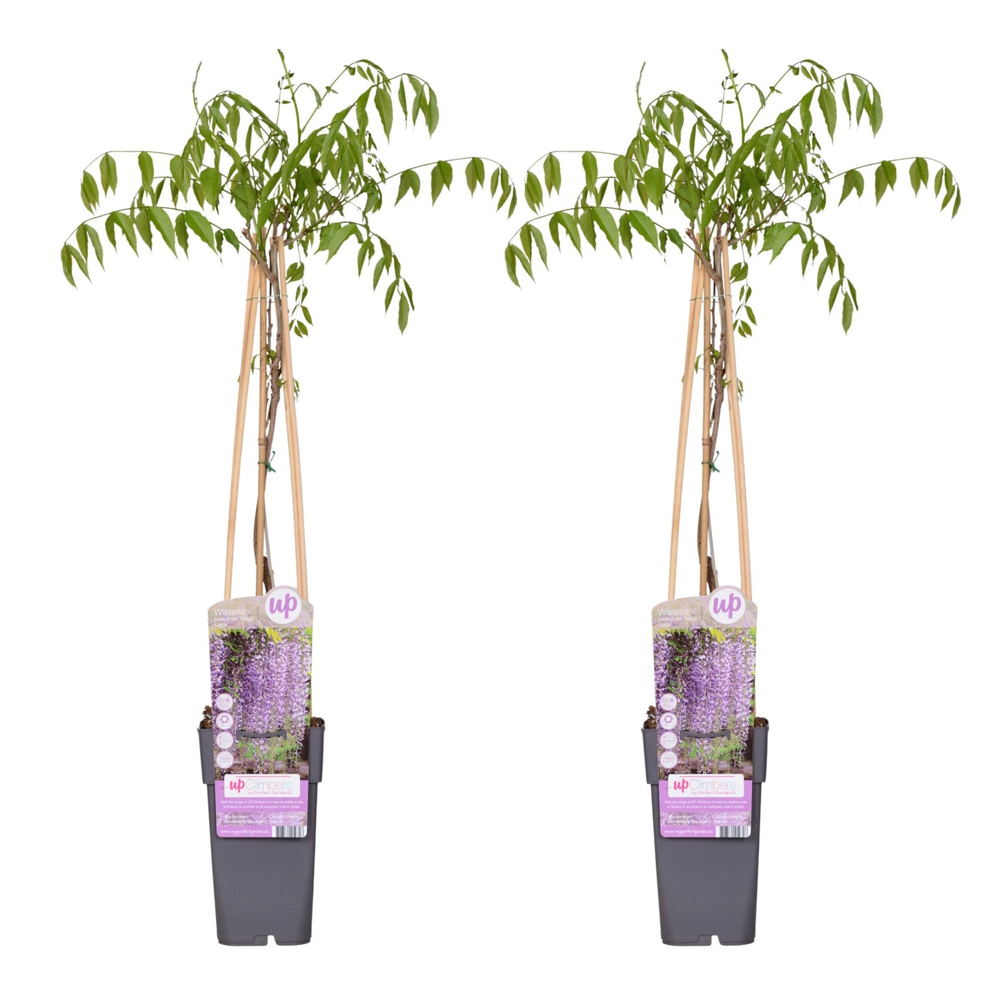 Wisteria floribunda 'Naga Noda' – Kletterpflanze 65 cm