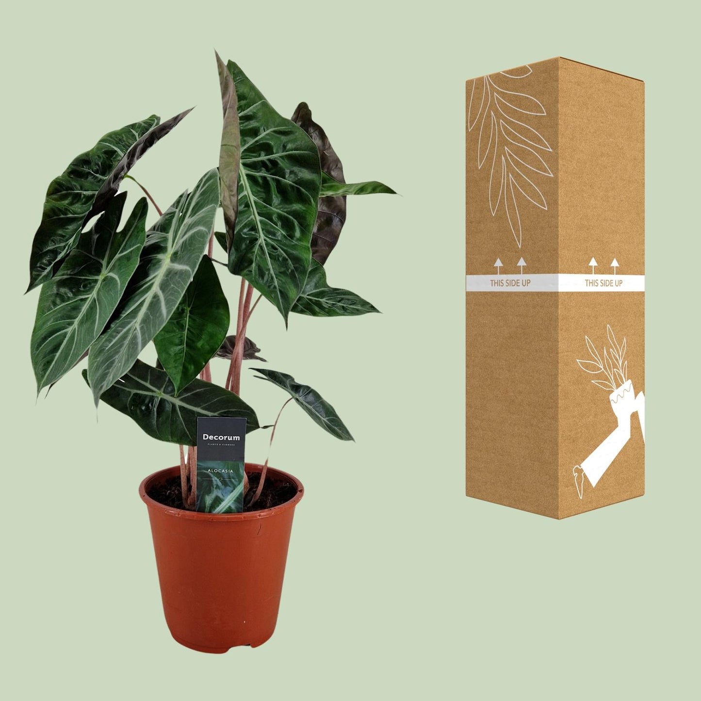 Alocasia Pink Dragon – Pflegeleichte Zimmerpflanze Ø19cm
