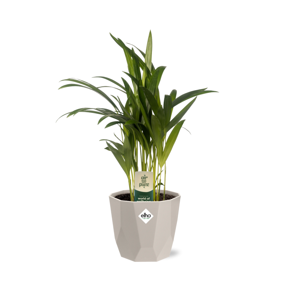 Dypsis Lutescens (Bambuspalme) 12cm in ELHO b.for rock 14 cm warm grey