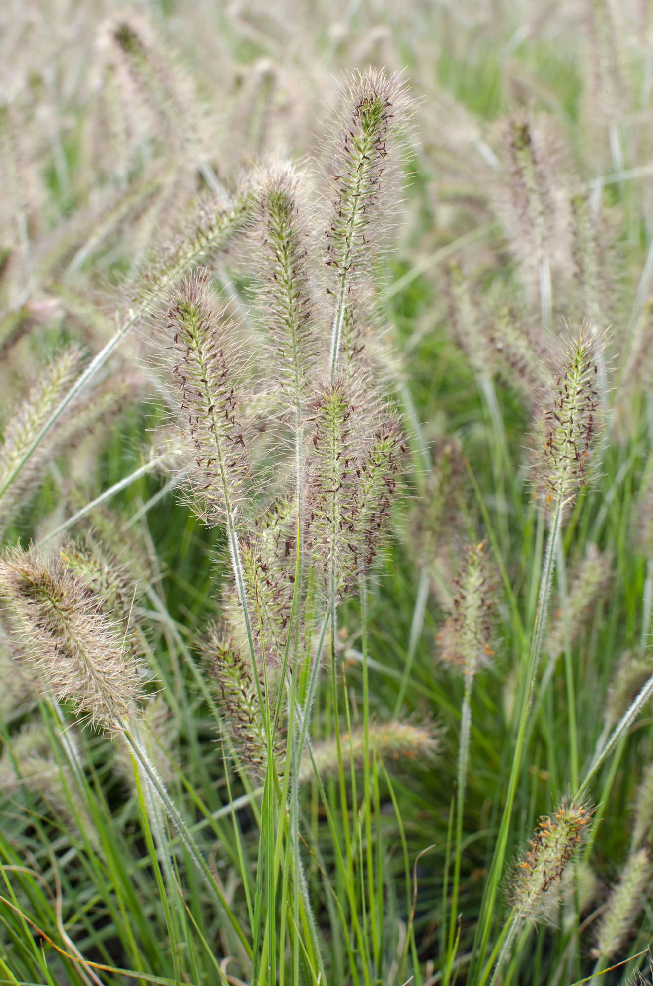 Pennisetum alopecuroides 'Hameln' – Pflegeleichtes Lampenputzergras
