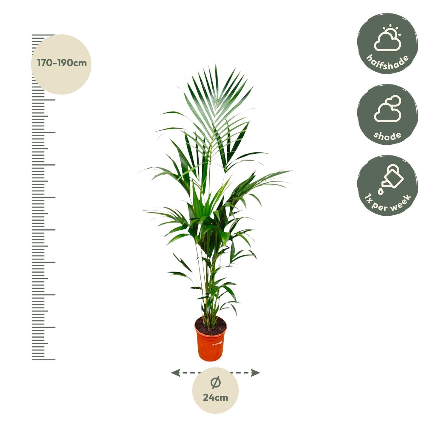 Kentia-Palme – 180 cm – pflegeleicht & elegant