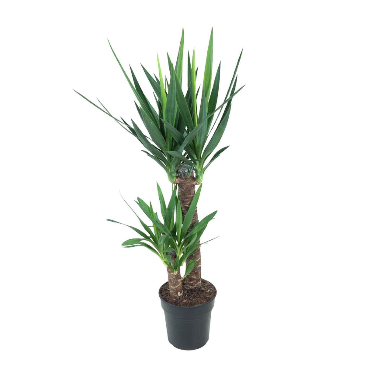 Yucca Elephantipes Ø21cm – Pflegeleichte Zimmerpflanze bis 100cm