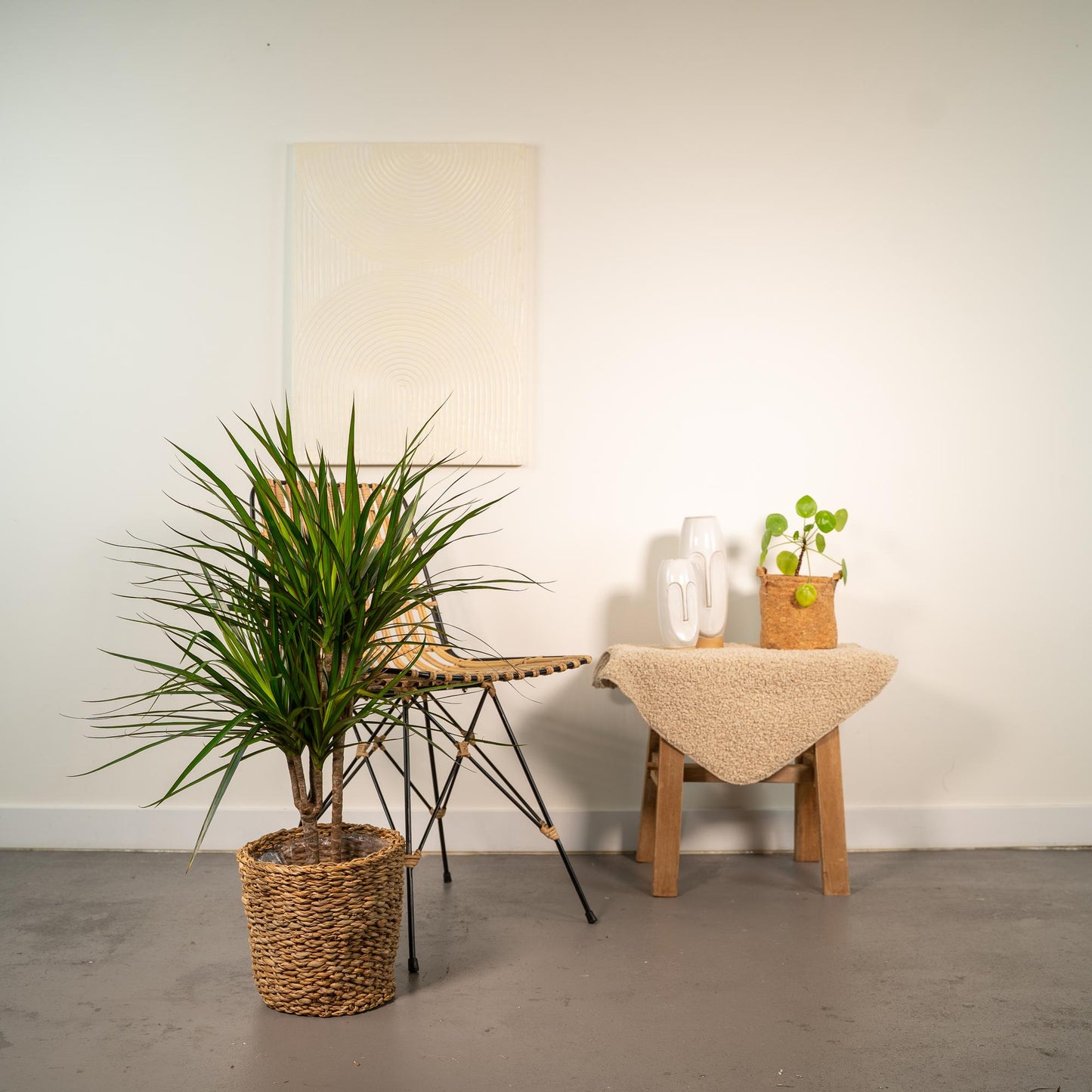 Dracaena Marginata – Pflegeleichter Drachenbaum Ø17cm, 90cm
