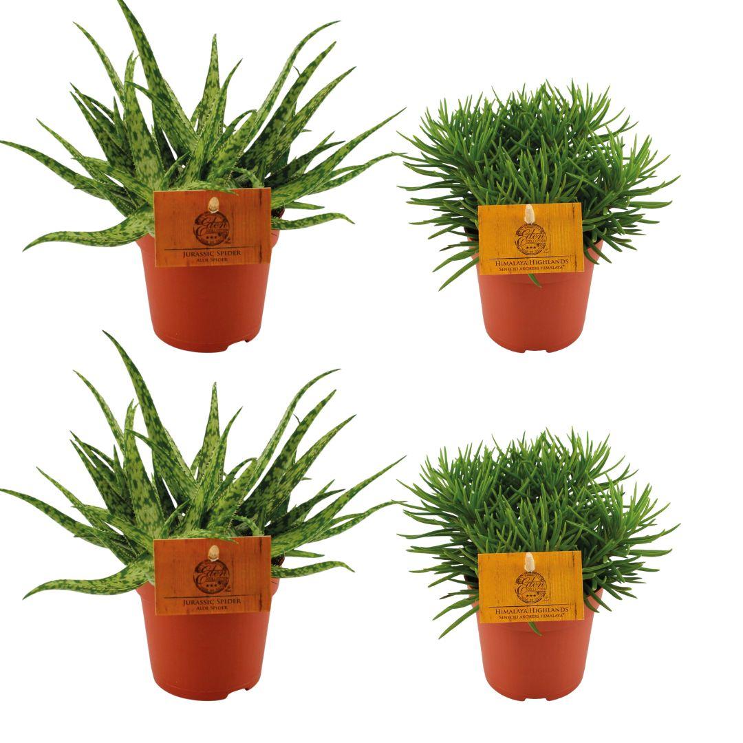 4er Set Aloe Spider & Senecio Himalaya Ø10,5 cm