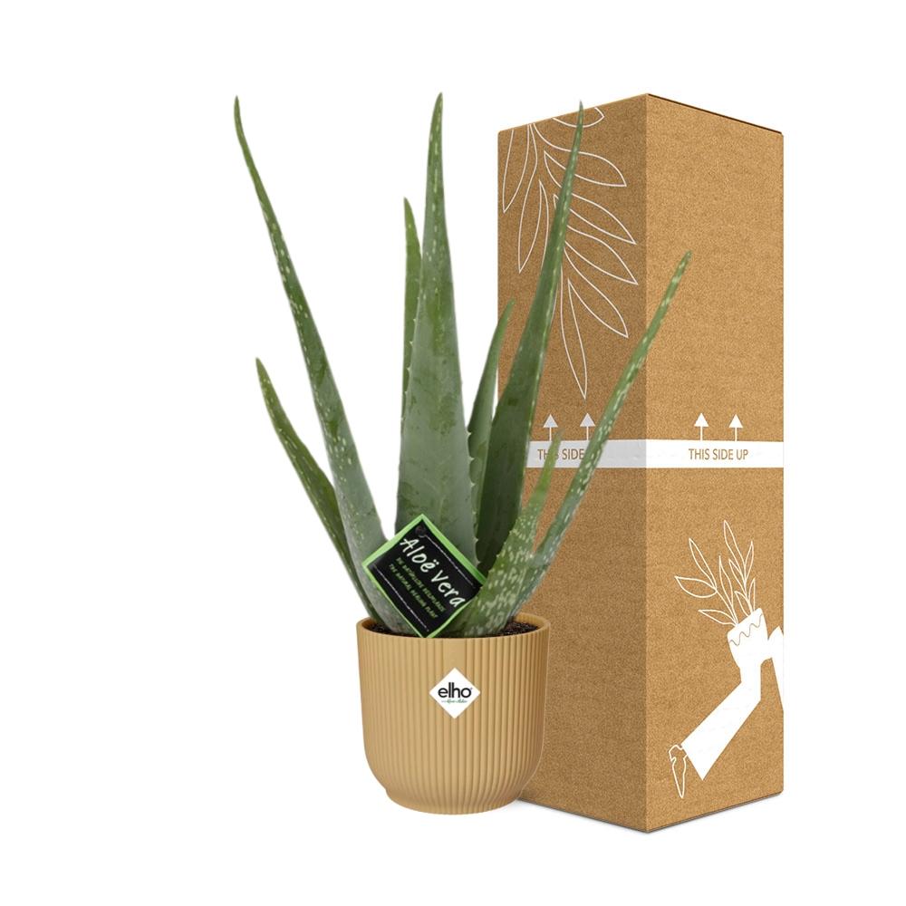 Aloe Vera 12cm im ELHO Vibes Fold 14cm gelb – Pflegeleicht & Luftreinigend