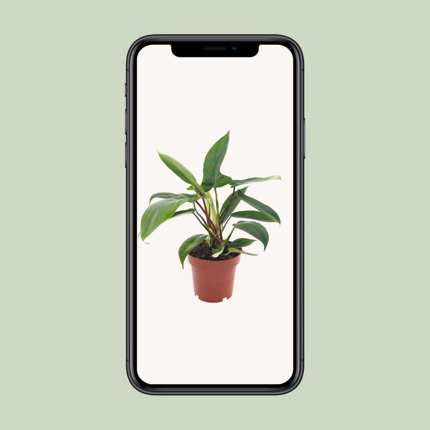 Philodendron Florida Green Ø12cm – Pflegeleichte Zimmerpflanze