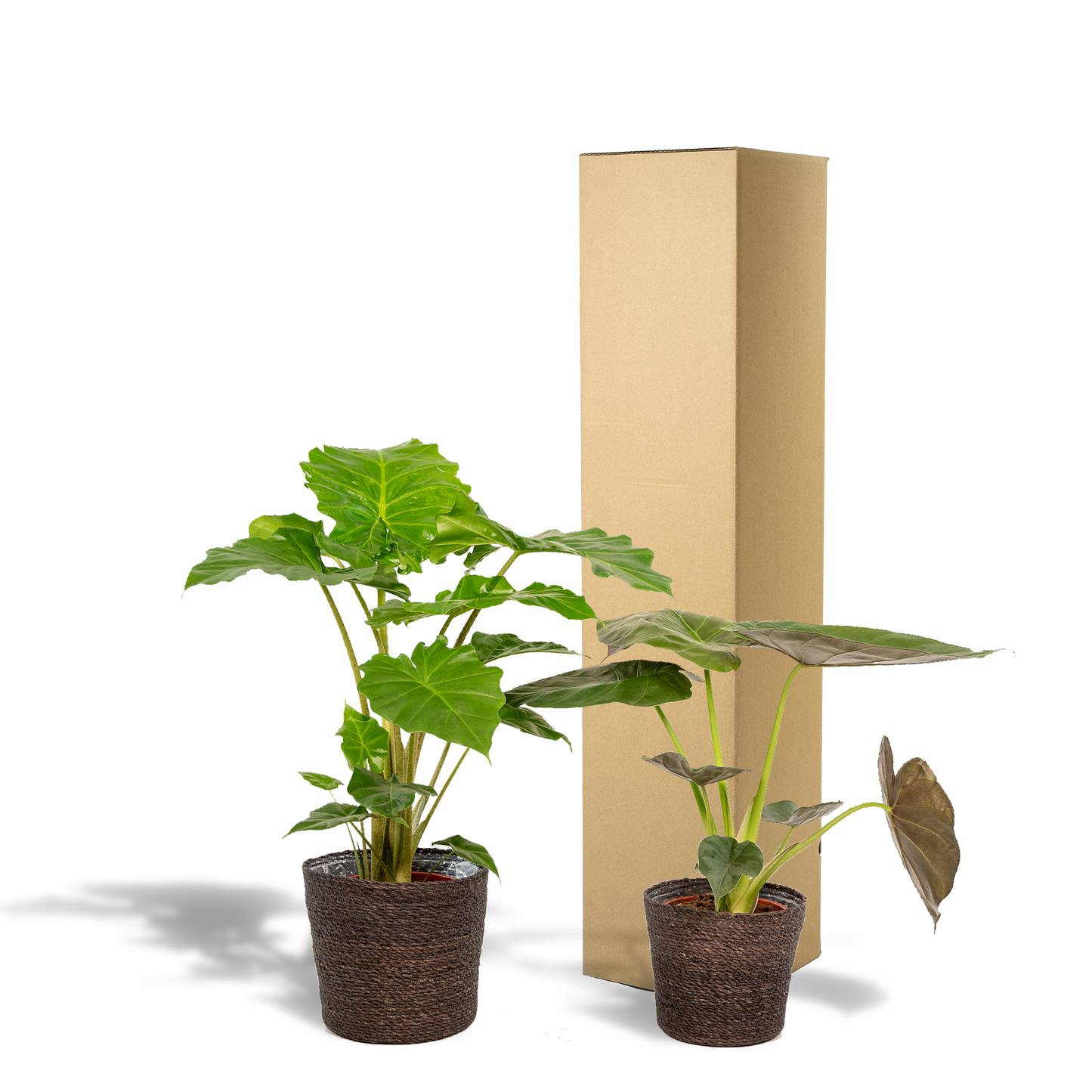 Alocasia Wentii & Portodora im Korb Ø19cm - XXL Zimmerpflanzen-Set