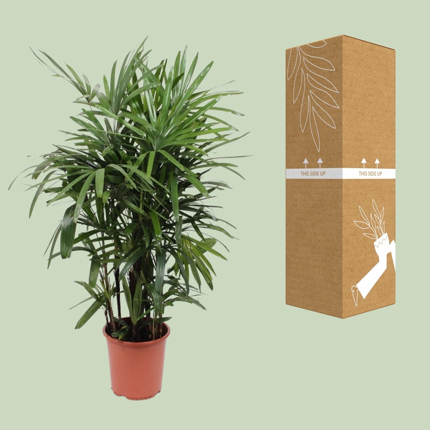 Rhapis Excelsa – Steckenpalme Ø27cm, 120cm hoch