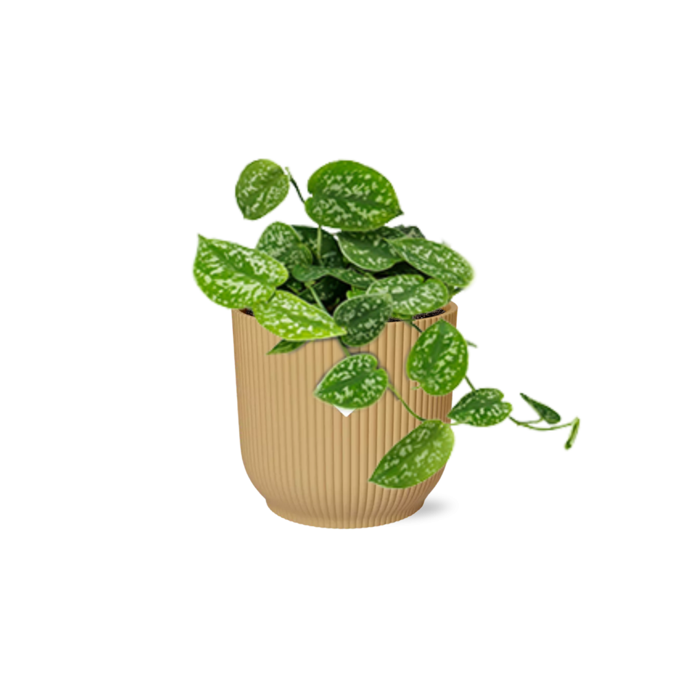 Scindapsus Pictus ‘Argyraeus’ im ELHO Vibes Fold 14cm Topf gelb