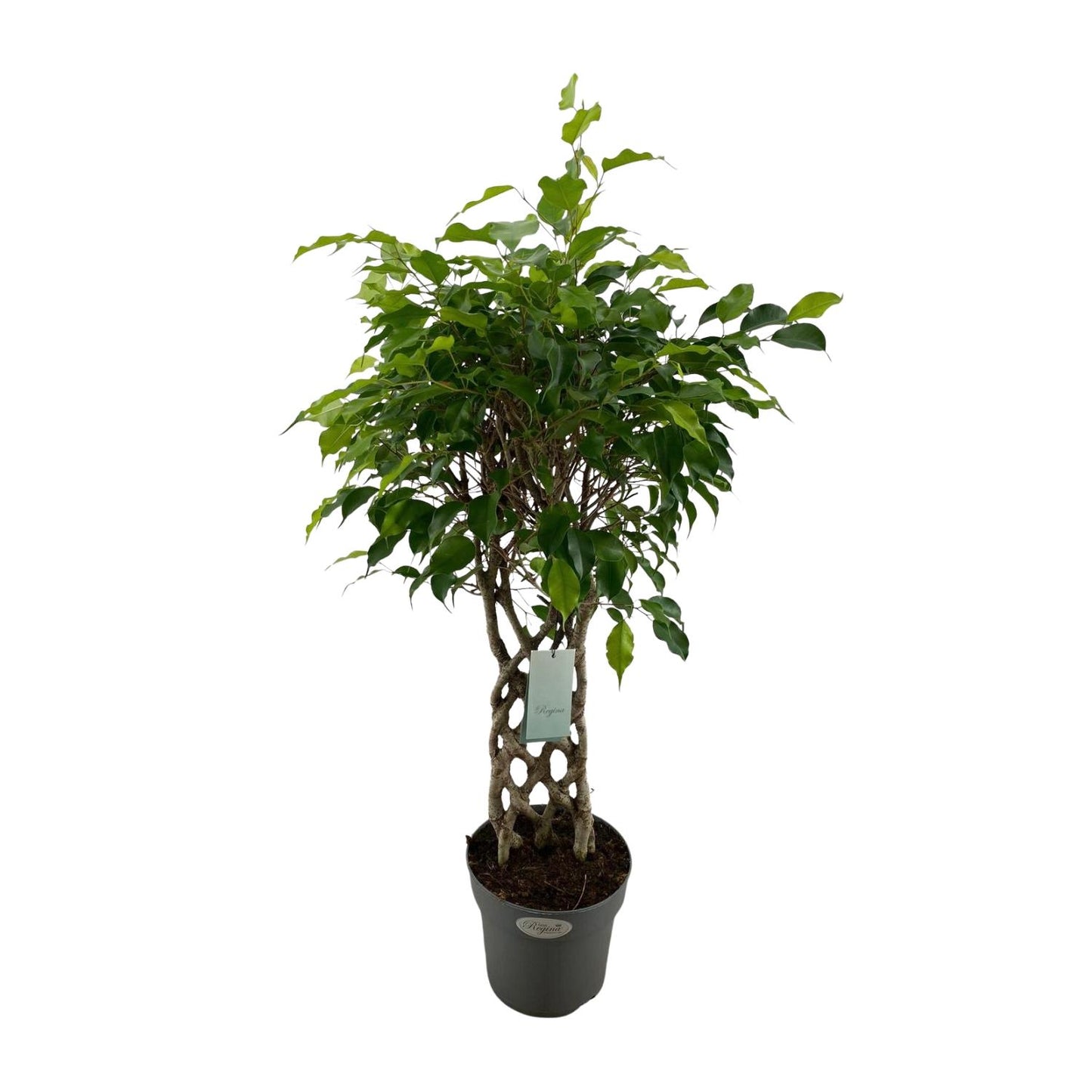 Ficus Benjamina Exotica matt – pflegeleichter Zimmerbaum Ø24cm