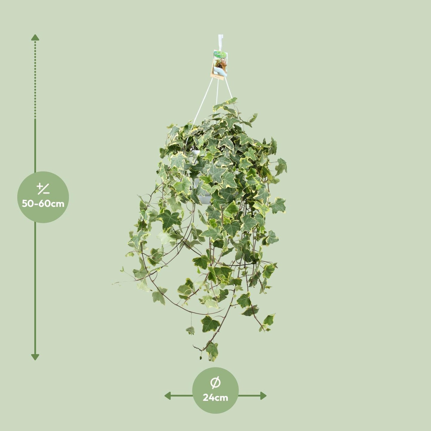 Hedera Helix Gold Child – XXL Hängepflanze Ø24cm